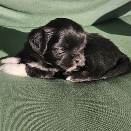 Gummy Bear - Lhasa Apso puppy from Absosengkye Kennel