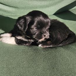 Gummy Bear - Lhasa Apso puppy from Absosengkye Kennel