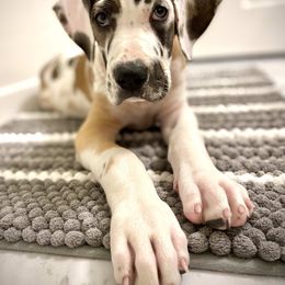 Great Dane Puppies from Phoenix Family Danes
