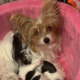 Lulu - Yorkshire Terrier