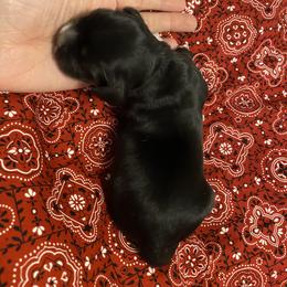 Boy 2 - Black and white male Cocker Spaniel puppy in Cincinnati, Ohio from Sweet Peach Cocker Spaniels