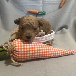 Pink - Red  female Poodle puppy in Hickory Grove, South Carolina from Oopsie Doodles
