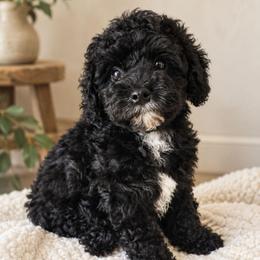 Theodore - Black and white male Cavapoo puppy in West Bountiful, Utah from Kings Peak kennel
