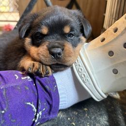 Rottweiler Puppies from Von Hause Sarjen