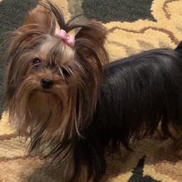 Dazzle - Yorkshire Terrier