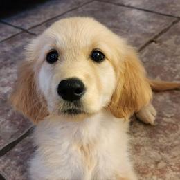 Golden Retrievers from Texas Gorgeous Goldens