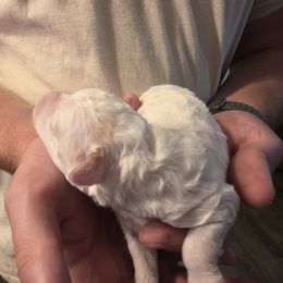 Sisu - Fawn and white female Sheepadoodle puppy in Blackfoot, Idaho from Draper Mountain Doodles