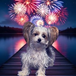 Roxie - Yorkshire Terrier