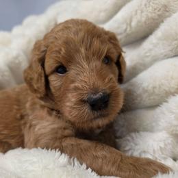 Captain EO - Red male Labradoodle puppy in Lansing, North Carolina from Murphy Manor Mountain Doodles