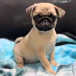 Molly - Fawn Pug puppy in Randleman, North Carolina from Peachy Pugs