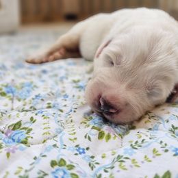 Girl 1 - White female Great Pyrenees puppy in Tombstone, Arizona from WeVolution Off-Grid