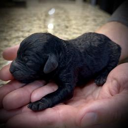 Nero - Black male Poodle puppy in Stokesdale, North Carolina from His and Hers Poodles and Doodles