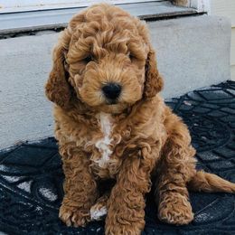 Cavapoo and Goldendoodle Puppies from Ivy The Mini Doodle