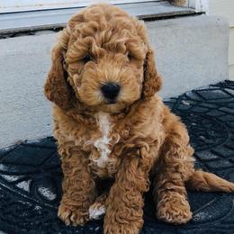 Cavapoo and Goldendoodle Puppies from Ivy The Mini Doodle
