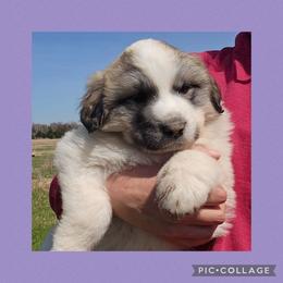 UNA- purple collar - White and badger female Great Pyrenees puppy in Mikado, Michigan from Brittain Family Farm