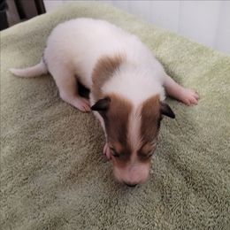 Green - White male Collie puppy in Newberry, South Carolina from Country Haven Collies