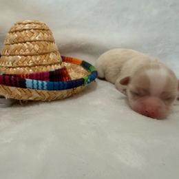 Daisy - Cream female Chihuahua puppy in Seneca, Missouri from Stephanie’s Puppy Colony