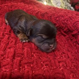 Maxwell - Brindle male Shih Tzu puppy in Lexington, North Carolina from SCS Shih Tzus