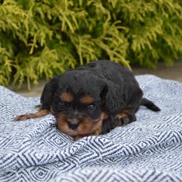Liam - Black and tan male Cavalier King Charles Spaniel puppy in Resaca, Georgia from Freeman's Royal Cavaliers