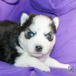 Koda - Black and white male Pomsky puppy in Bremen, Indiana from AMS Pomeranians and Pomskies in Indiana