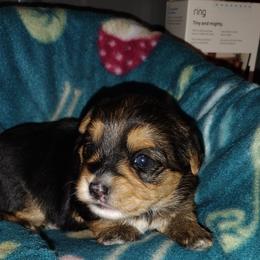 "girl available" Yorkshire Terrier Puppies from Hip Hoppin Yorkies