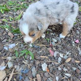 Mercy - Blue merle female Toy Australian Shepherd puppy in Leonard, Texas from Tin Roof Aussies