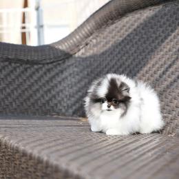 Rue - Tri-colored female Pomeranian puppy in Salem, Oregon from BP PUPS