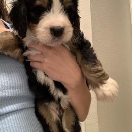 American Eskimo Dog and Bernedoodle Puppies from Shadow Kennels