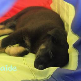 Adelaide - Black and cream female German Shepherd puppy in De Land, Florida from 3B’s Animal Artistry