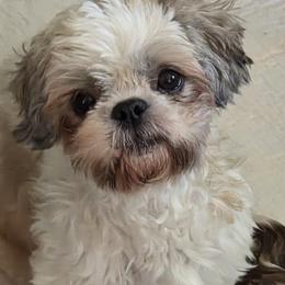 Fiona - Shih Tzu