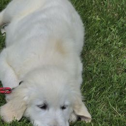 Boy 5 - Light golden male Golden Retriever puppy in Marysville, Washington from Alpine Valley Ranch-European English Cream Golden Retriever