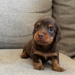 Nutella - Chocolate and tan female Dachshund puppy in Madera, California from Royal Dachshunds