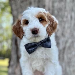 Papa - Parti male Goldendoodle puppy in Murfreesboro, Tennessee from Cherry Lane Farm Doodles