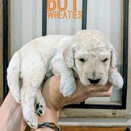 Wheaties - Cream male Goldendoodle puppy in Cambridge, Minnesota from Country Meadow Doodles
