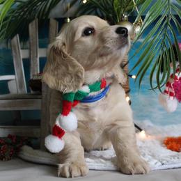 Simon - Cream male Dachshund puppy in Pace, Florida from Shoebox Doxie’s