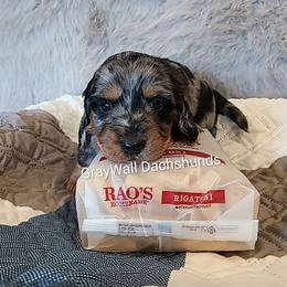 Rigatoni -AKC Full - Dapple male Dachshund puppy in Bates City, Missouri from Gray Wall Dachshunds