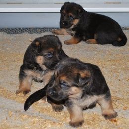 German Shepherd Puppies from Hacker Haus GSDs