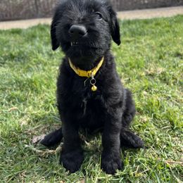 Assorted Doodle Crosses Puppies from Versi Canines