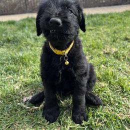Assorted Doodle Crosses Puppies from Versi Canines
