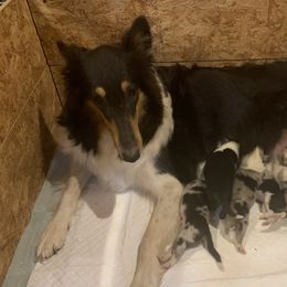 Jett - Collie