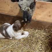 Male 2 - Clover - White Karakachan puppy in Marengo, Ohio from Jennings Farm
