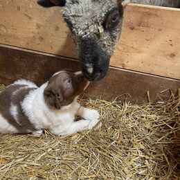 Male 2 - Clover - White Karakachan puppy in Marengo, Ohio from Jennings Farm
