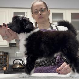 Gnocchi - Black and white female Chinese Crested puppy in Bolingbrook, Illinois from Mystery Chinese Cresteds