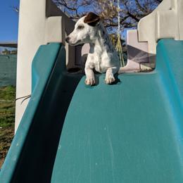 Patch boy - Tri-colored male Parson Russell Terrier puppy in Phelan, California from Elite Parson Russells
