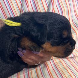Rain - Black and mahogany female Rottweiler puppy in Crothersville, Indiana from The Solid Rock Kennel