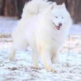 Astro - White male Siberian Husky puppy in Bly, Oregon from Hill Top Huskies