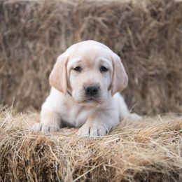 Dilute Retriever Puppies from Prairie Hills Labs