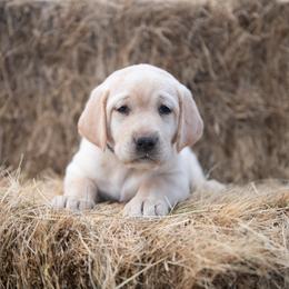 Dilute Retriever Puppies from Prairie Hills Labs
