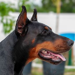 Ava - Doberman Pinscher