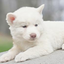 Aria - White female Siberian Husky puppy in Woodlawn, Virginia from Delta Huskies